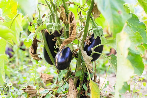 Berinjelas Orgânicas Criadas Casa Que Crescem Jardim Vegetais Não Geneticamente — Fotografia de Stock