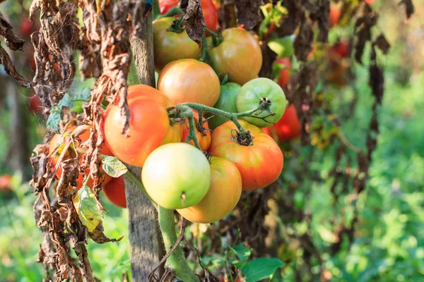 Tomates Orgânicos Caseiros Que Crescem Jardim Vegetais Não Geneticamente Modificados — Fotografia de Stock