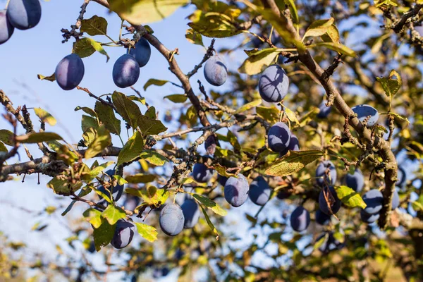Dojrzała Śliwka Drzewa Owocowe Przeciw Błękitne Niebo Letni Dzień — Zdjęcie stockowe