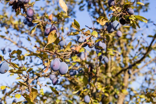 Olgun Erik Ağacı Meyve Yaz Günü Mavi Gökyüzüne Karşı — Stok fotoğraf
