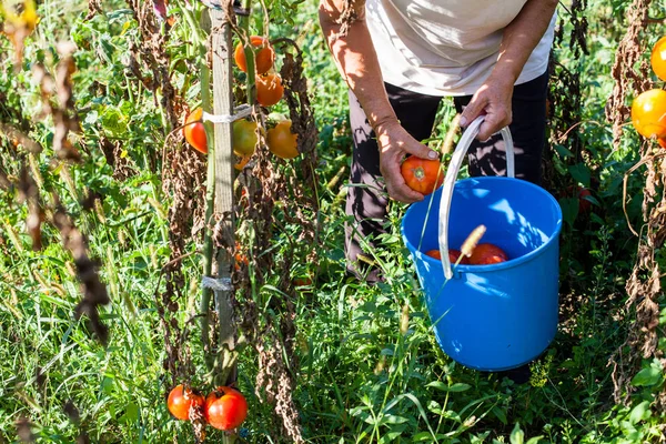 Gazdálkodók Nyári Reggel Friss Homegrown Bio Paradicsom Szedés — Stock Fotó