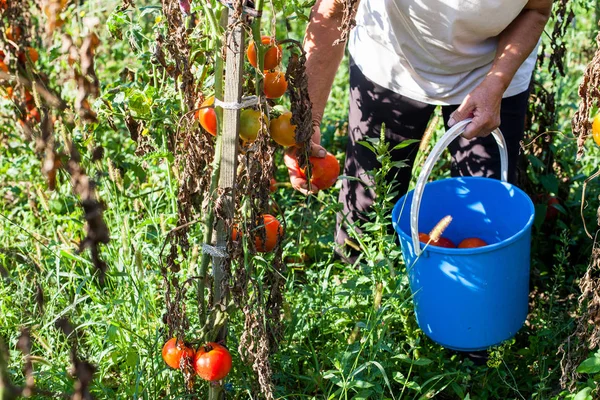 Gazdálkodók Nyári Reggel Friss Homegrown Bio Paradicsom Szedés — Stock Fotó