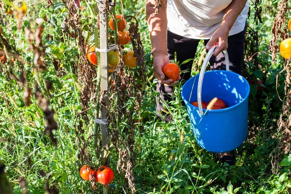 Gazdálkodók Nyári Reggel Friss Homegrown Bio Paradicsom Szedés — Stock Fotó