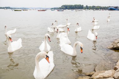 Yaz Günü Nehirdeki Kuğu Sürüsü