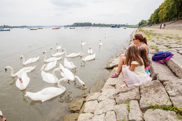 Genç Anne Iki Kızı Kuğular Üzerinde Nehir Tuna Nehri Üzerinde — Stok fotoğraf