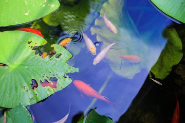 Japon Koi Carps süs balık gölet Garden 