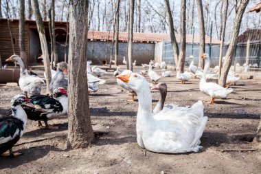 Beyaz kaz çiftliği'nde orman, bahar günü, hayvan açık tarih 
