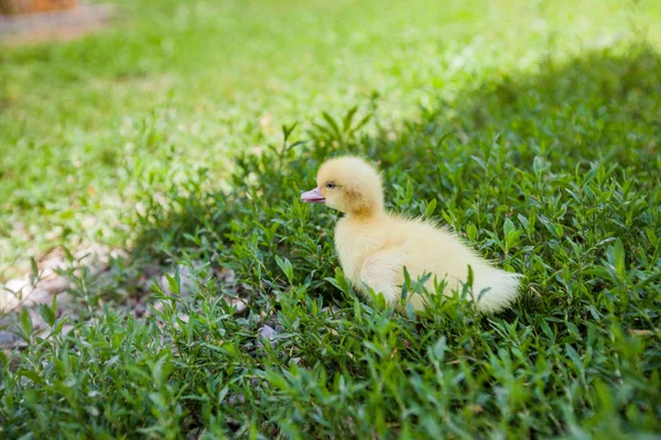 Yeşil Çim Sahada Küçük Sevimli Sarı Ördek Yavrusu — Stok fotoğraf