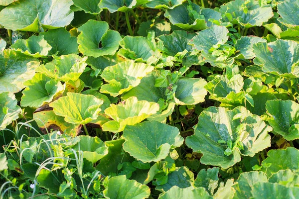 Green Pumpkin Leaf Garden Summer Morning Light — Stock Photo, Image