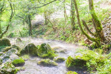 Orman akarsu doğa manzara yaz sabahın