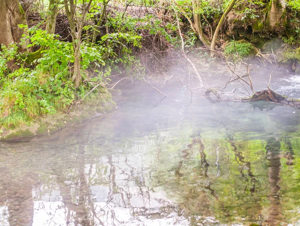 Stream Las Natura Krajobraz Letni Poranek — Zdjęcie stockowe