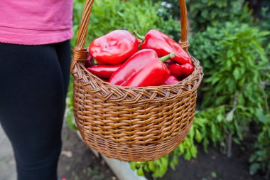 Ev yapımı kırmızı biber hasadı, bahçe sepetinde organik sebze..