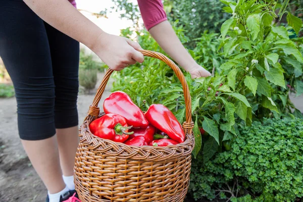 Szüretelés Házi Vörös Édes Paprika Kosárban Kertben — Stock Fotó