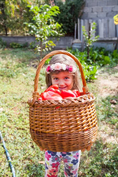 庭で赤ピーマンのバスケットを保持笑顔の女の子 有機自家製パプリカ野菜 — ストック写真