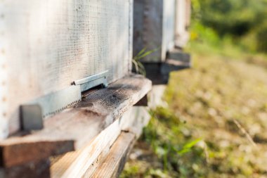 Arı kovanı alanları, yaz günü, apiculture, closeup arı kovanı 
