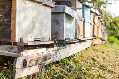 Arı kovanı alanları, yaz günü, kırsal manzara, apiculture, arı kovanı 