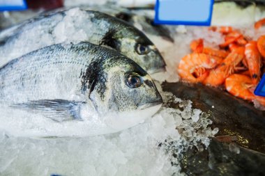 Balık pazarında buz üzerinde çiğ dorada deniz ürünleri