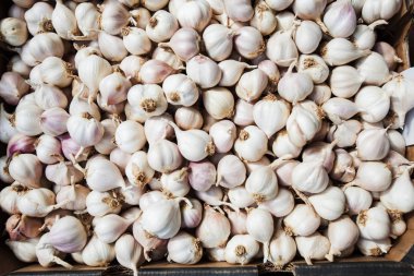 Sarımsak sağlıklı sebze 