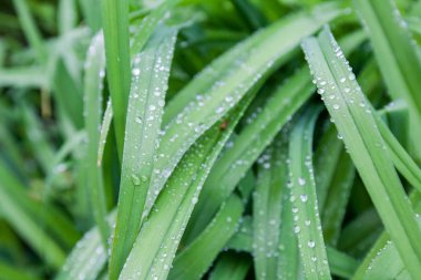 İlkbahar sabahı bahçede yeşil yapraklar üzerine yağmur damla 