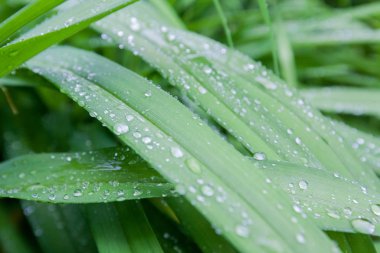 İlkbahar sabahı bahçede yeşil yapraklar üzerine yağmur damla 