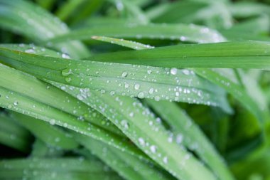 İlkbahar sabahı bahçede yeşil yapraklar üzerine yağmur damla 