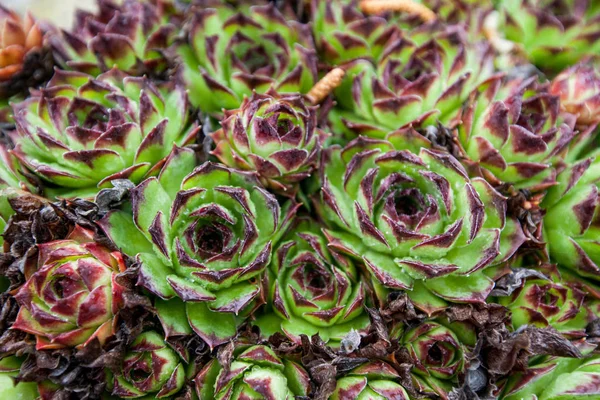 Sempervivum tectorum (common houseleek) , raindrops over plant in garden , spring season, closeup shoot — Stock Photo, Image