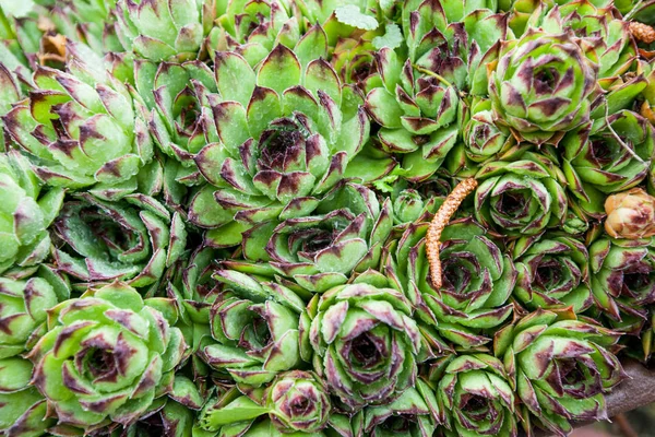 Sempervivum tectorum (common houseleek) , raindrops over plant in garden , spring season, closeup shoot — Stock Photo, Image