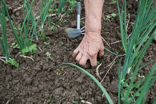 Kvinnliga jordbrukare Hand plantering liten växt i ekologisk trädgård — Stockfoto