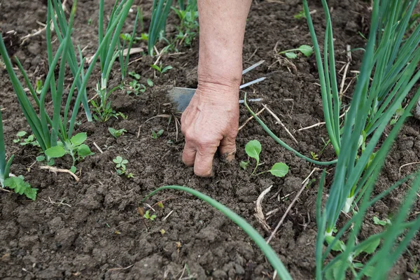 Les agricultrices plantent à la main une petite plante dans un jardin biologique — Photo