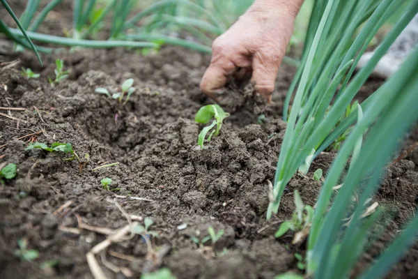 Les agricultrices plantent à la main une petite plante dans un jardin biologique — Photo