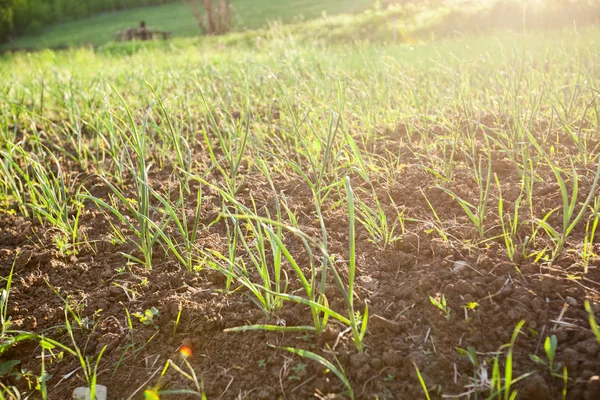 Alimenti biologici verdure fatte in casa, cipollotti campo da giardino — Foto Stock