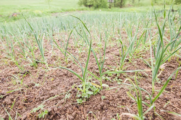 Aliments biologiques légumes cultivés maison, champ de jardin d'oignons de printemps — Photo