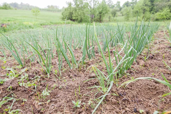 Organic food homegrown vegetable , spring onions garden field — Stock Photo, Image