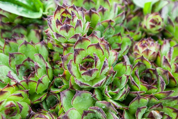 Sempervivum tectorum (common houseleek) , raindrops over plant in garden , spring season, closeup shoot — Stock Photo, Image