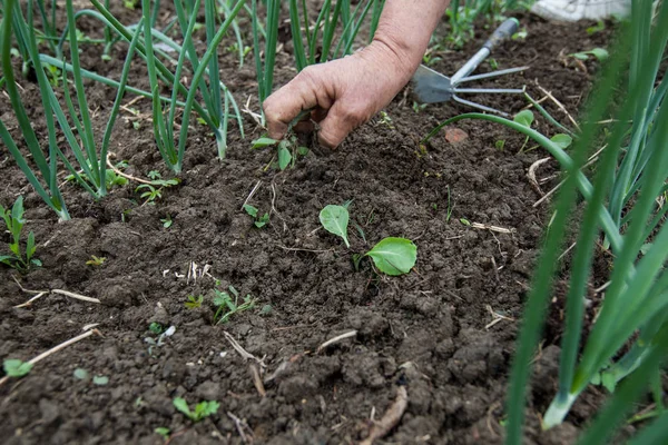 Les agricultrices plantent à la main une petite plante dans un jardin biologique — Photo