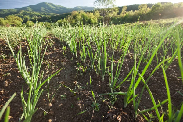 Bahçede organik gıda homegrown bahar soğan. Sağlıklı sebze — Stok fotoğraf