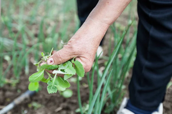 Vrouwelijke boeren Hand planten Kleine plant in biologische tuin — Stockfoto