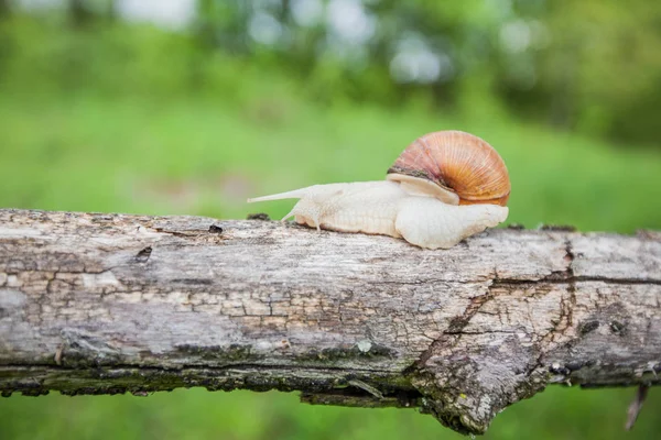 Big snail in shell crawling on the tree — Stock Photo, Image