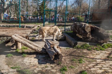 İlkbaharda Hayvanat Bahçesinde Dişi Aslan, arka planda turistler