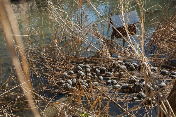 Avrupa gölet kaplumbağası grubu — Stok fotoğraf