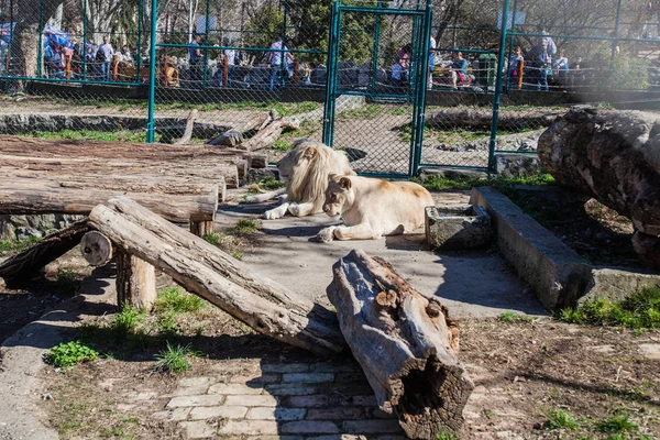Leone e leonessa nello ZOO, coppia di animali si rilassano nella giornata primaverile — Foto Stock