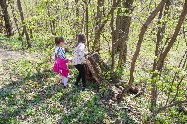 Две маленькие девочки прогуливаются по лесу весной — стоковое фото