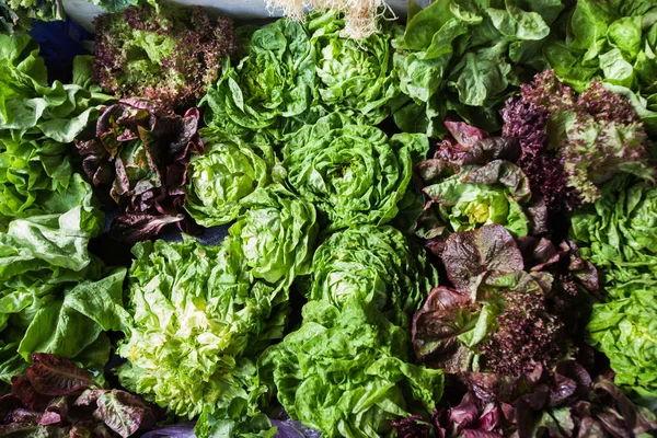 Lettuce fresh healthy organic food at local green farmers market — Stock Photo, Image