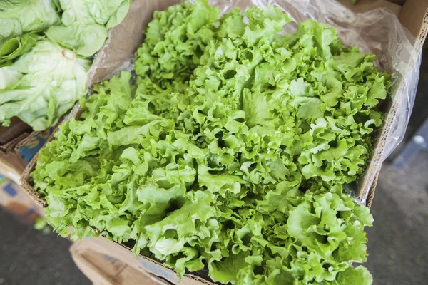 Lettuce fresh healthy food — Stock Photo, Image