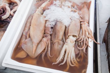 Taze Kalamarlar Sağlıklı deniz ürünleri 