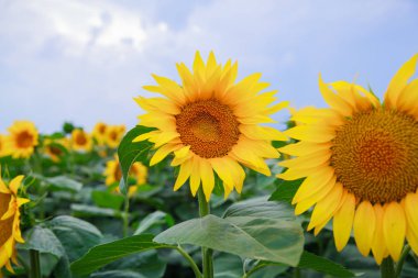 Yaz gün ışığında tam çiçek tarlalarında ayçiçeği