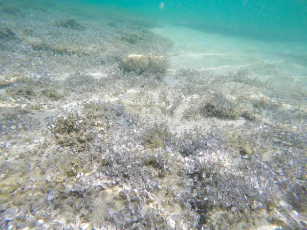 海洋生物の水中シーン — ストック写真