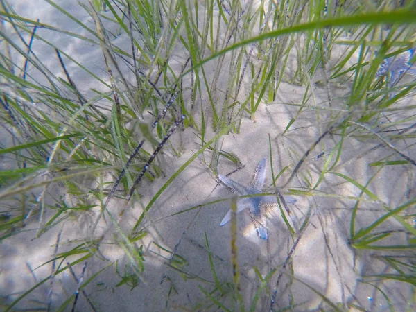 Sjöstjärna på sand vid havets botten — Stockfoto