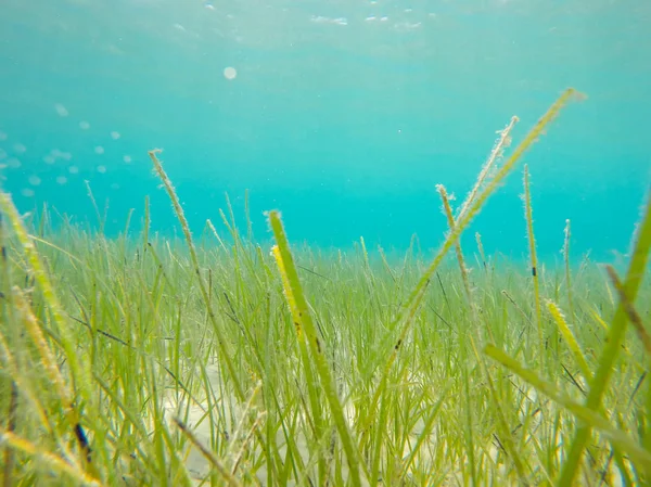 Onderwater foto van groen gras en blauw zeewater — Stockfoto