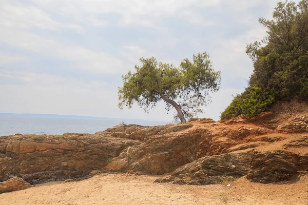 Árbol solitario en las rocas junto al mar contra el cielo — Foto de Stock